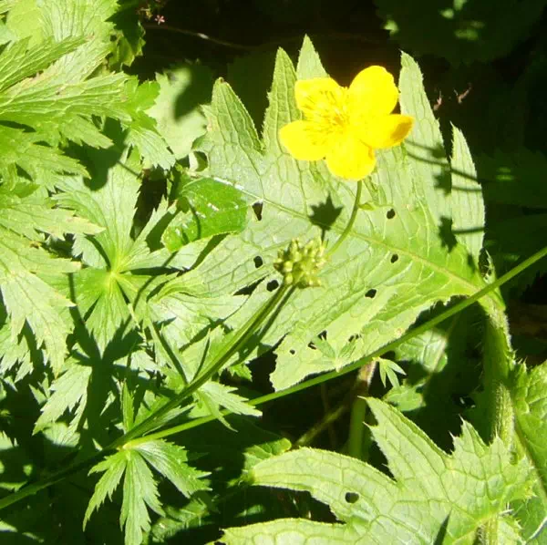 エゾキンバイソウ