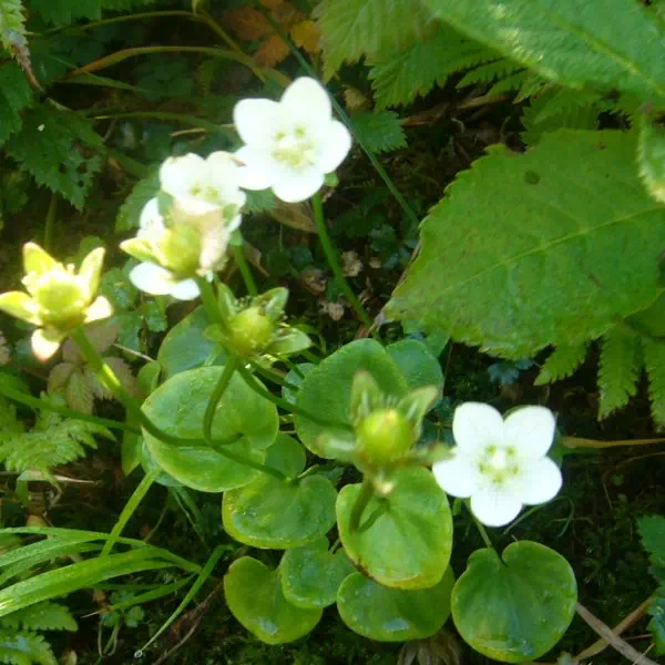 コウメバチソウ