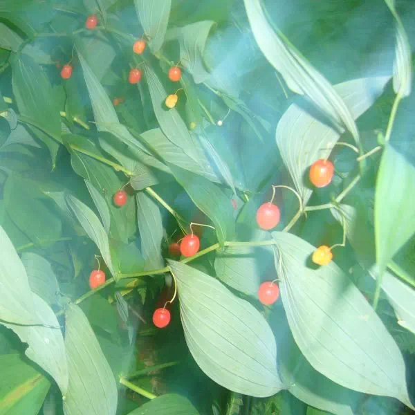 オオバタケシマラン