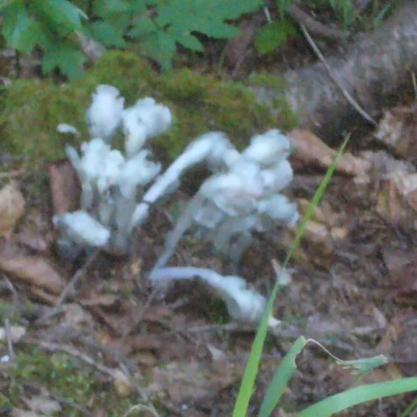 ギンリョウソウ ギンリョウソウ