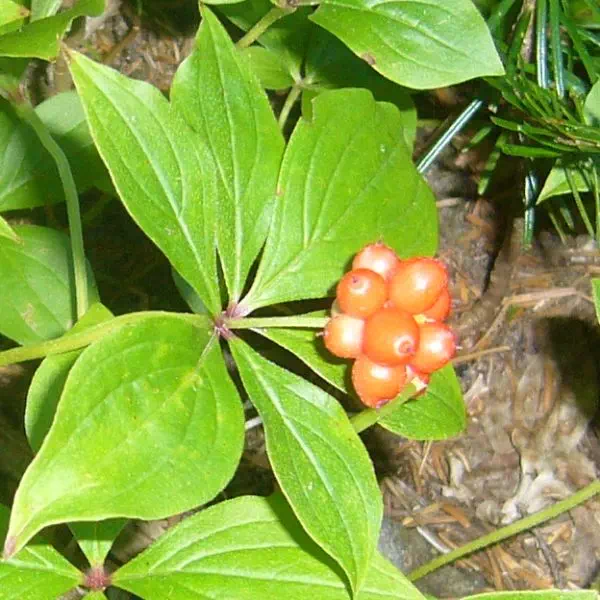 ゴゼンタチバナ ゴゼンタチバナ