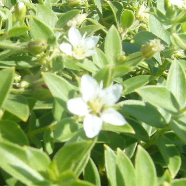 メアカンフスマ