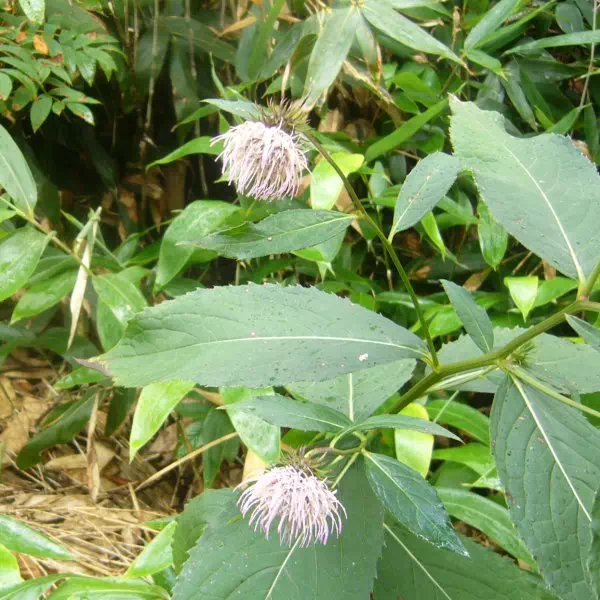 ノリクラアザミ ノリクラアザミ