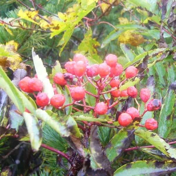 ナナカマド ナナカマド