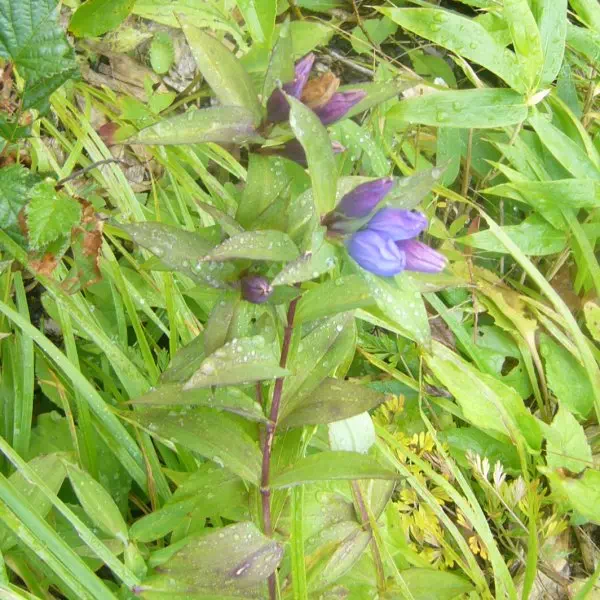 オヤマリンドウ オヤマリンドウ