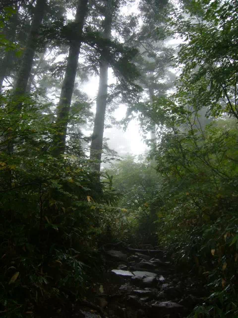 しらびそ しらびそ