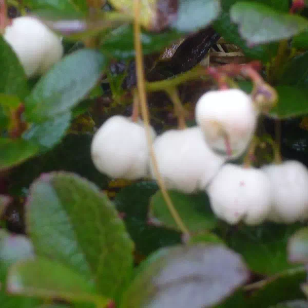 シラタマノキ シラタマノキ