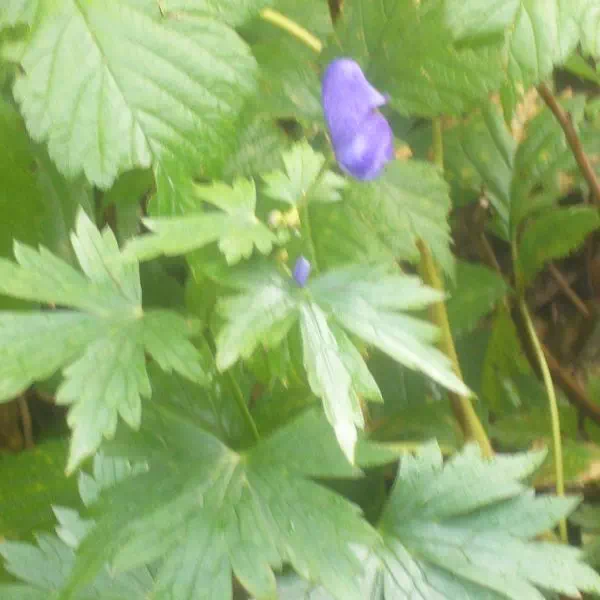 トリカブト トリカブト