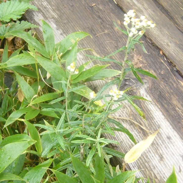 ヤマハハコ ヤマハハコ