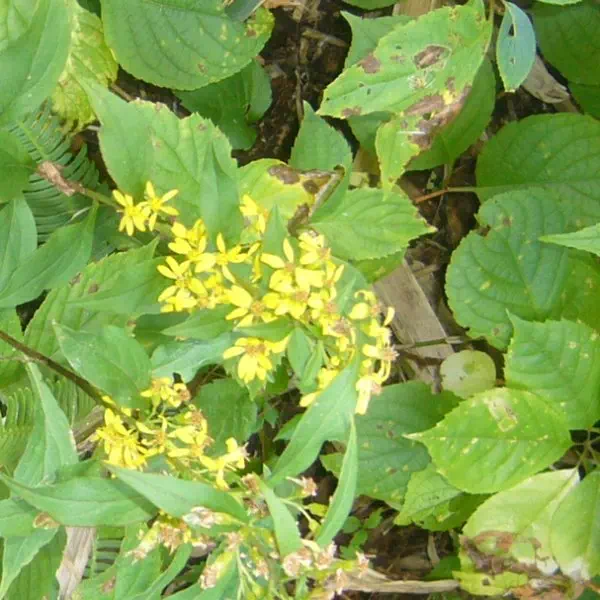 アキノキリンソウ アキノキリンソウ