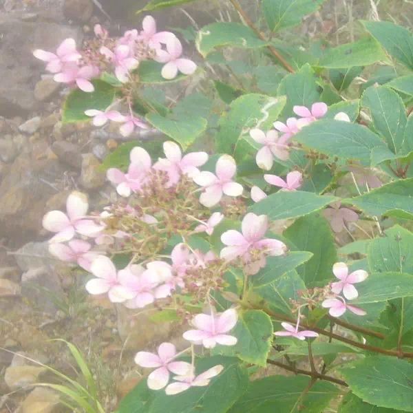 ベニヤマアジサイ ベニヤマアジサイ