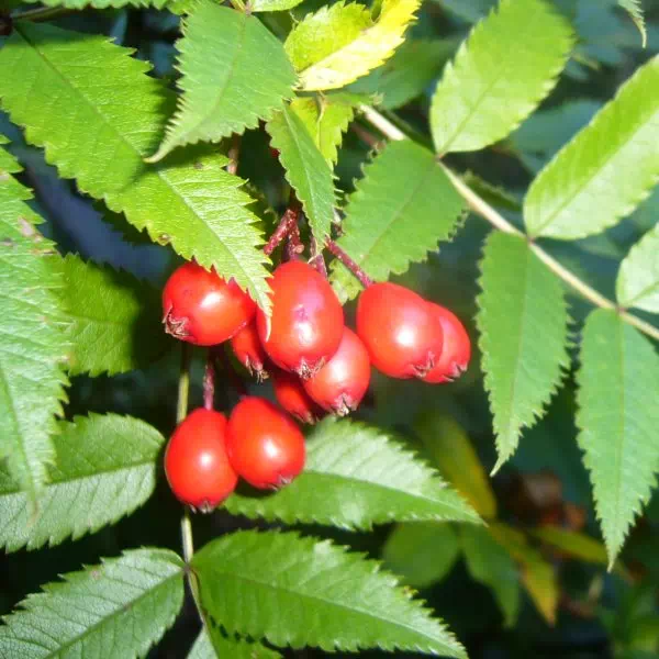 ナナカマド ナナカマド