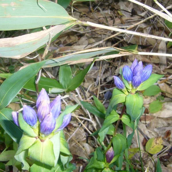 オヤマリンドウ オヤマリンドウ