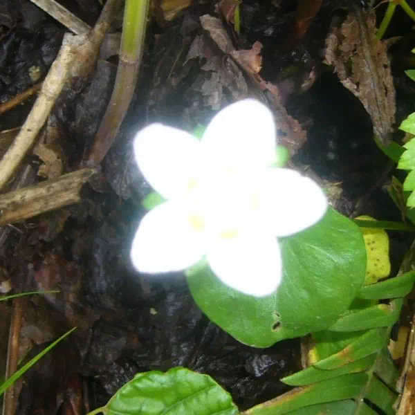 ウメバチソウ ウメバチソウ