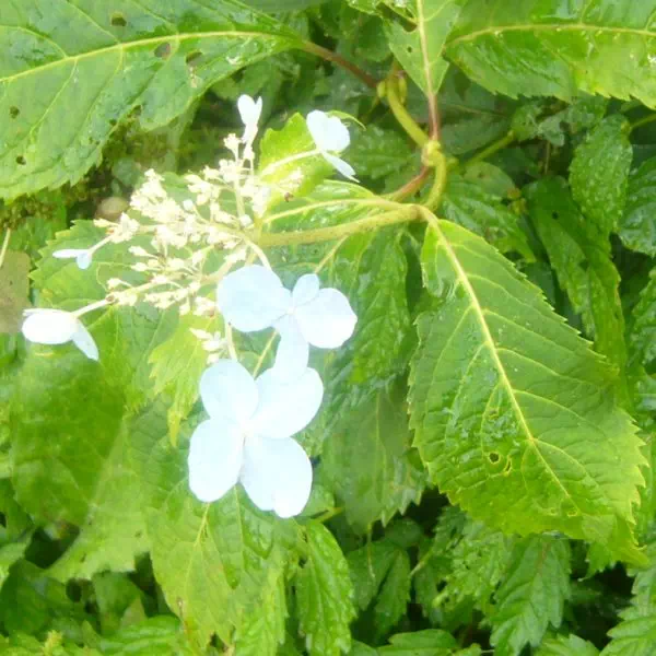 ヤマアジサイ ヤマアジサイ