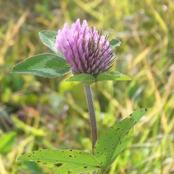 ムラサキツメクサ