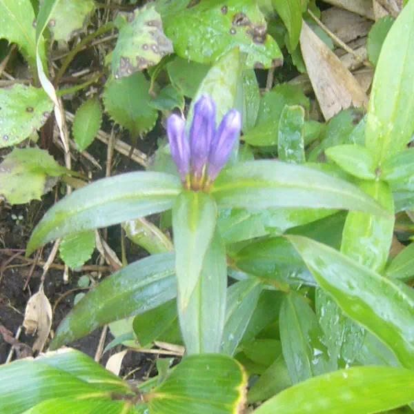 リンドウ リンドウ