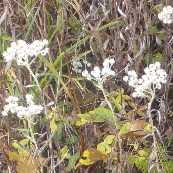 ヤマハハコ ヤマハハコ