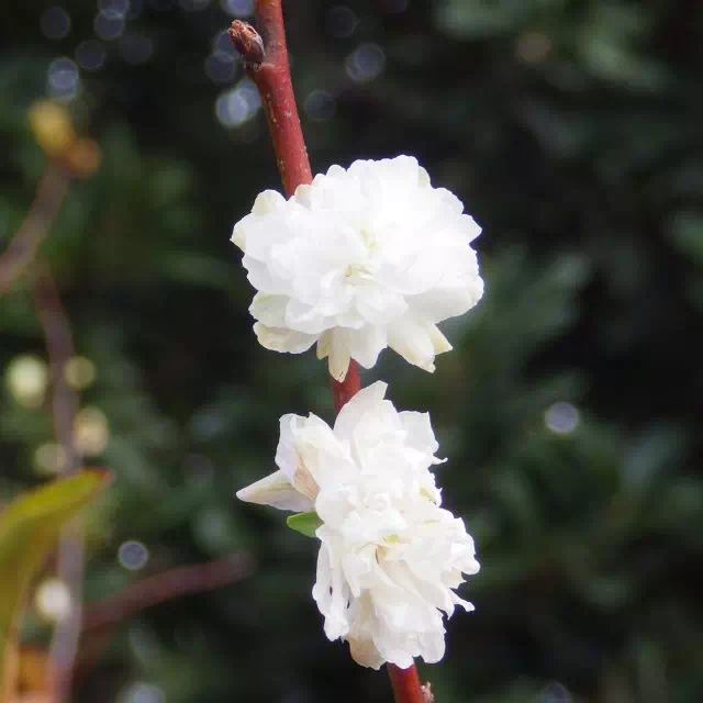 子福桜