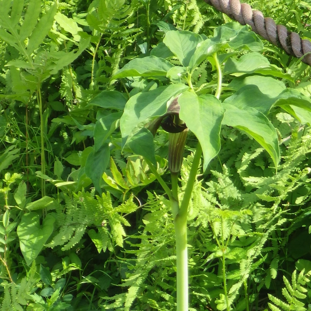 オオマムシグサ