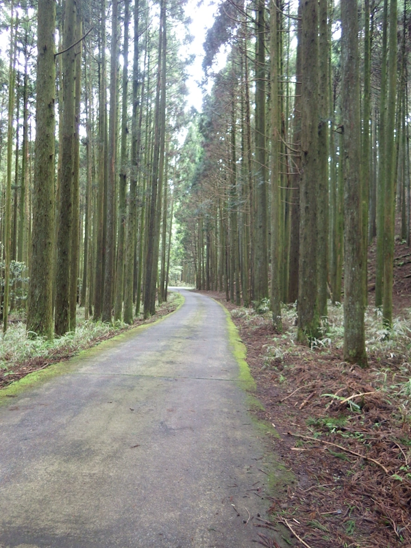 樹林の道