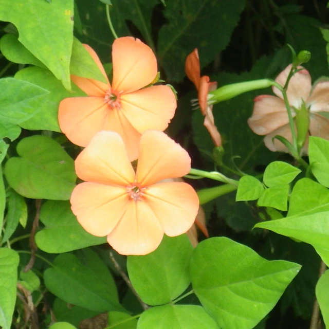 フシグロセンノウ