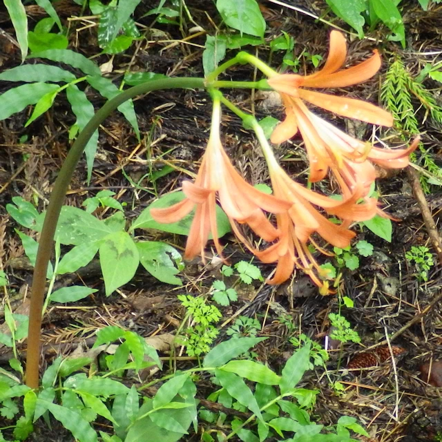 キツネノカミソリ