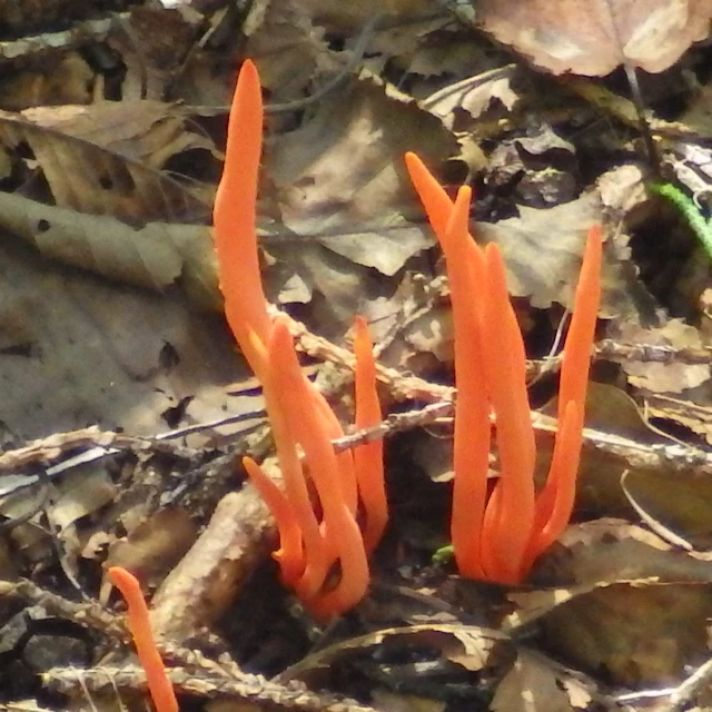 ベニナギナタダケ