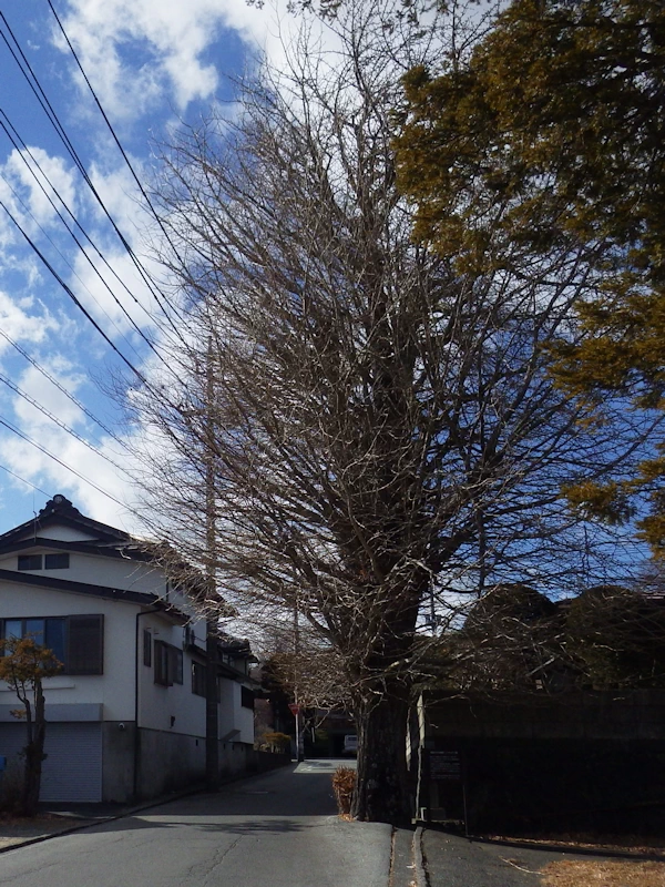 袈裟かけの銀杏