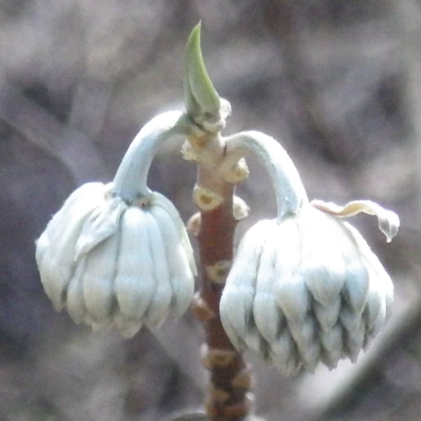 みつまたのつぼみ