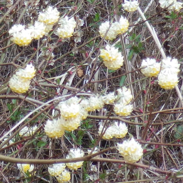 みつまた みつまた