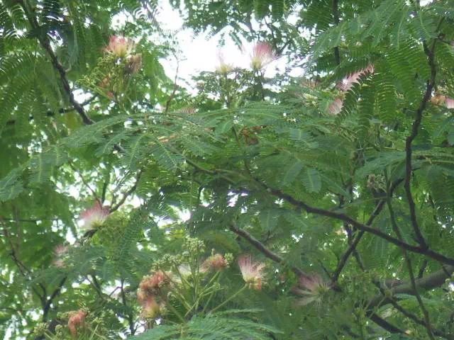 ねむの花 ねむの花