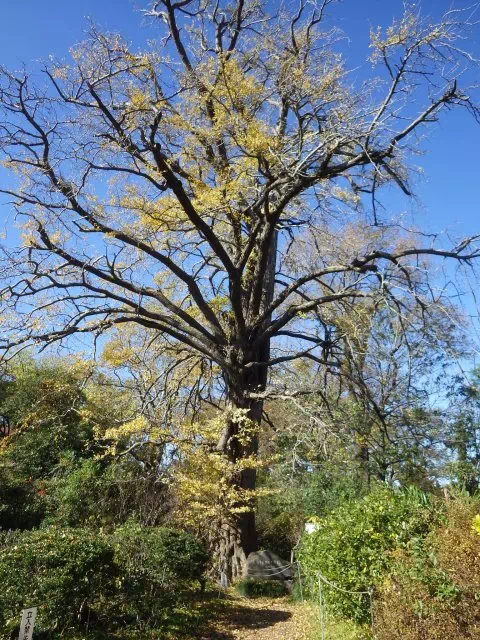 精子発見のいちょう