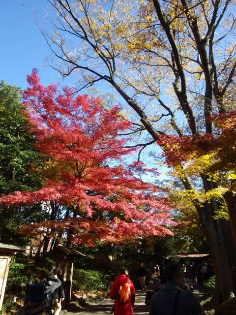 入口近くの紅葉