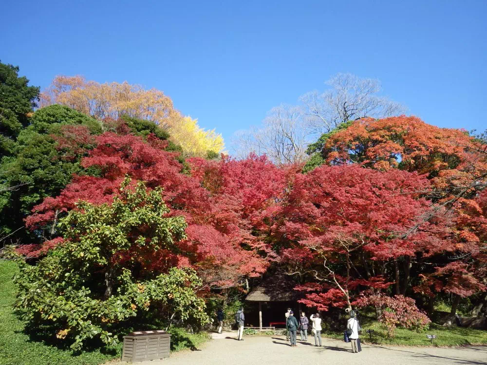 小魯近くの紅葉