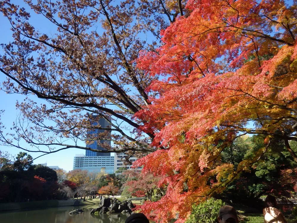 大泉水ほとりの紅葉