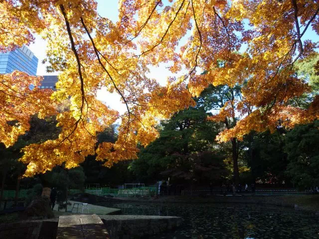 棕梠山付近の紅葉