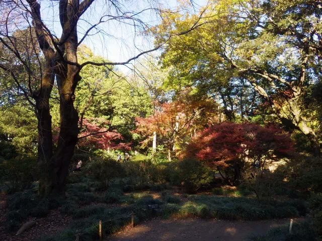 高台の紅葉
