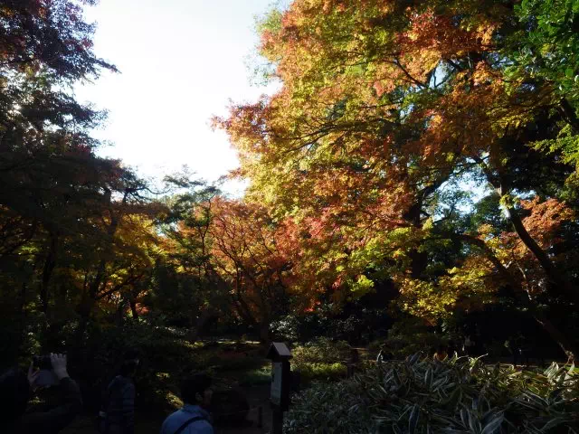 つつじ茶屋近くの紅葉
