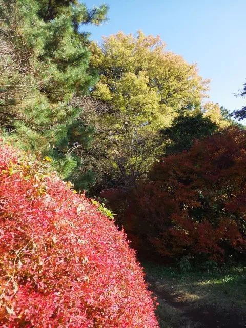 どうだんつつじ